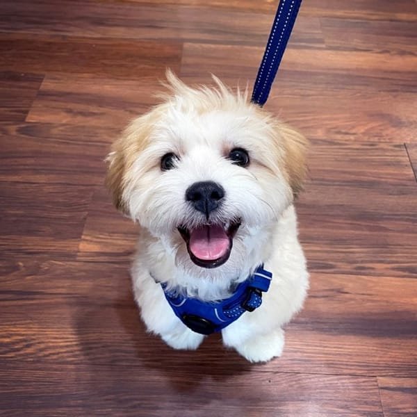 A Happy Dog At Sun Ray Cafe