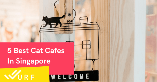 5 Top Cat Cafés in Singapore With Friendly Felines To Cuddle