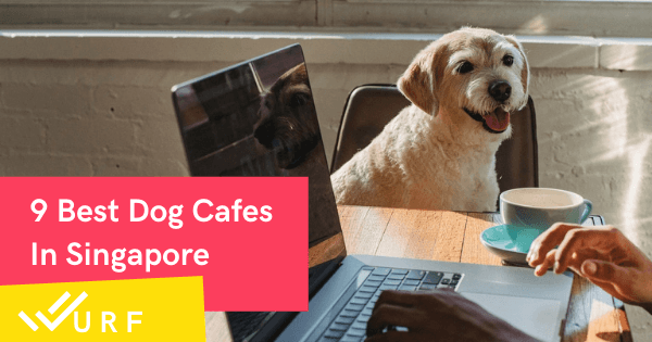 9 Top Dog Cafes To Visit In Singapore For A Barking Good Time!