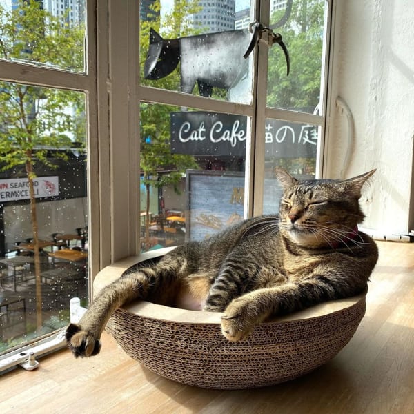 Cat Sunbathing At Cat Café Neko No Niwa