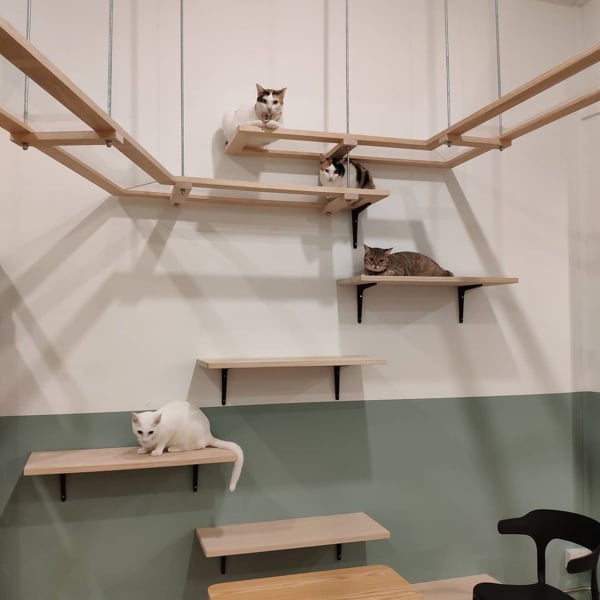 Extensive Catwalk At The Cat Cafe - Railmall