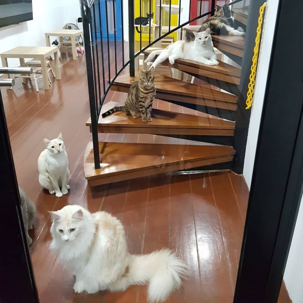 Fluffy Residents At Catopia