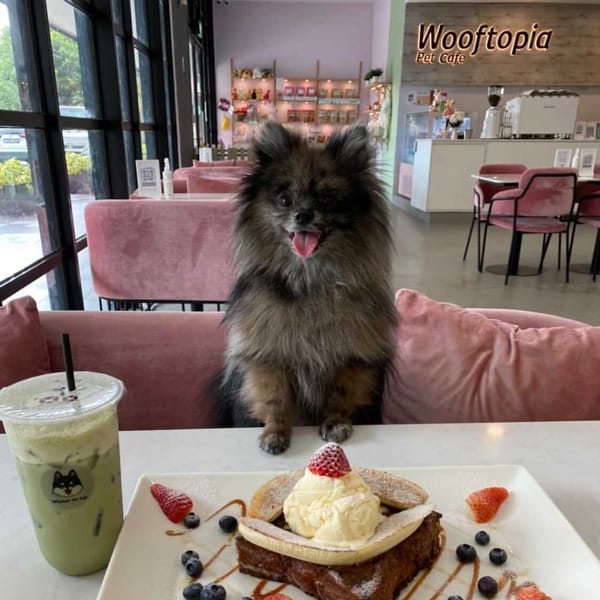 Inside Wooftopia Pet Cafe