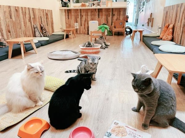 Interior Of Meomi Cat Café