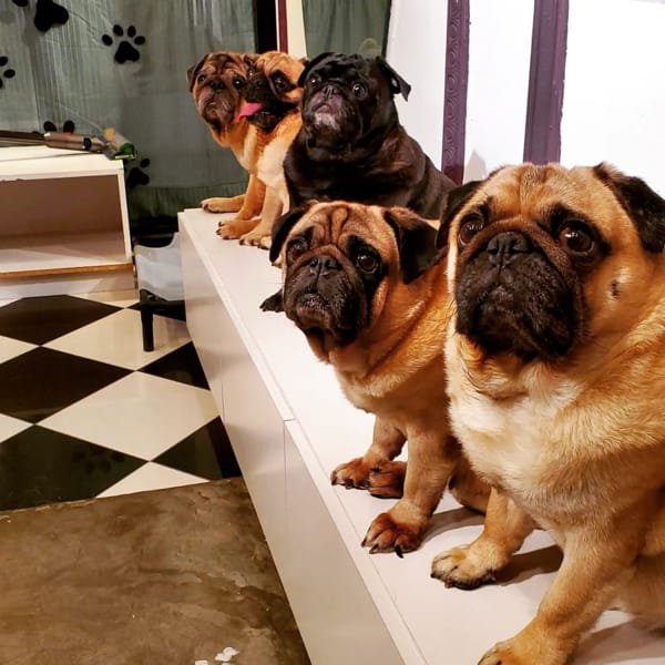 Meet All The Pugs At What The Pug Cafe