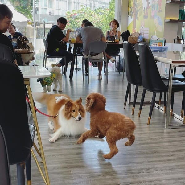 Small Dogs Have Space To Play At Menage Cafe