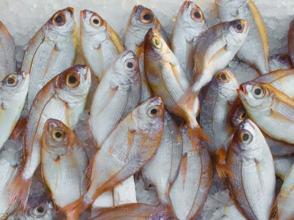 Store fresh fish on ice like the supermarkets do