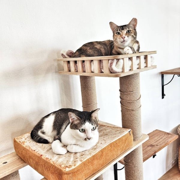 The Cat Cafe - Bugis